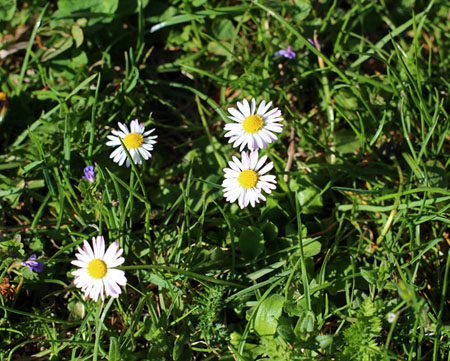 Gänseblümchen